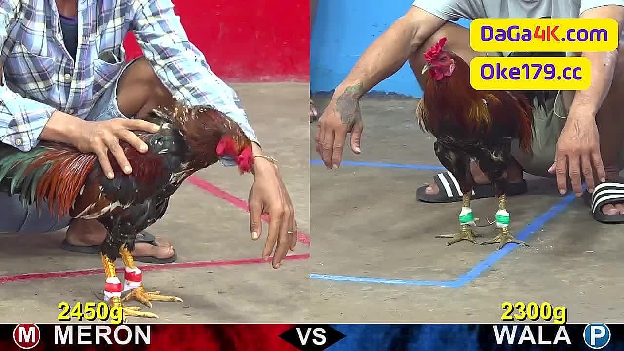 Toàn Bộ 12 Trận Đá Gà CPC5 Cực Nóng Mới Nhất Ngày 5/6/2024