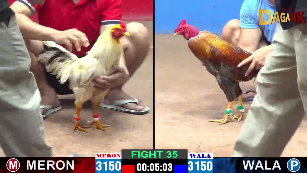 Trận #35 Đá Gà CPC2 07/08/2024 – Gà Đầu Trọc A. Phước Cần Thơ Lên Chỉ 1 Đòn Đối Thủ Nằm Sân