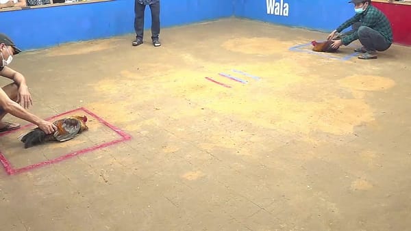 Wala Đá Quá Khỏe Làm Đối Thủ Gục Ngã Đá Gà CPC3