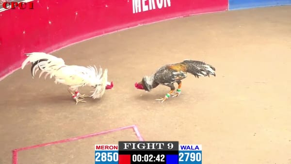 VIDEO - ĐÁ GÀ CPC1 A.NHÍ VS A.DŨNG ĐỒNG XỔ 2 CHIẾN KÊ QUÁ MÁU CHIẾN