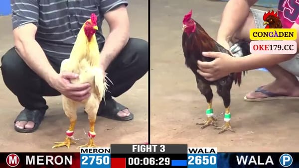 Đá Gà Campuchia Cpc3 10/7/2024 – Gà A Quang VT Thắng Khó Khăn Trước Gà A Trong Kiên Giang