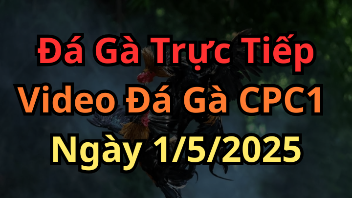 Đá Gà Trực Tiếp Thomo Hôm Nay CPC1 1/5/2025